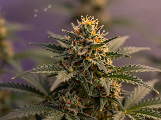 Woher kommt THCP? Die wahre Herkunft des starken Cannabinoids