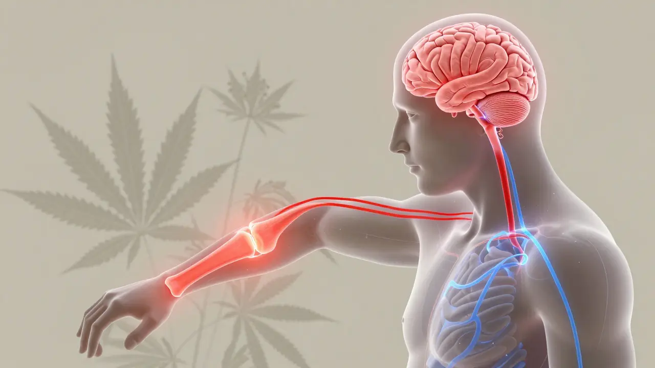 Transluzenter Mensch mit glowing CBD-Wirkwegen in Gelenken und Gehirn.