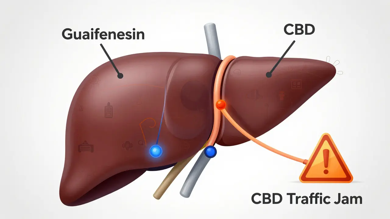 Stilisierte Leber mit zwei Stoffwechselwegen, einer verlangsamt durch eine Baustelle, wissenschaftliche Darstellung.