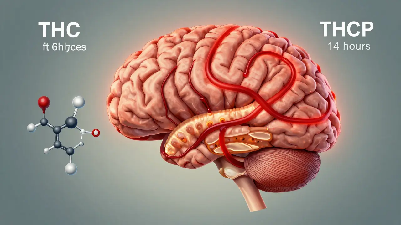 Eine anatomische Darstellung des Gehirns mit zwei unterschiedlich lang anhaltenden Cannabinoid-Wegen: THC und THCP.
