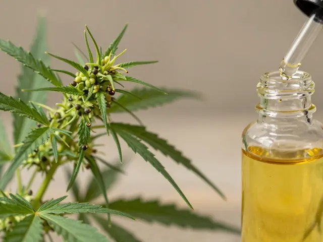 Was ist besser Hanf oder CBD? Der definitive Vergleich für 2026