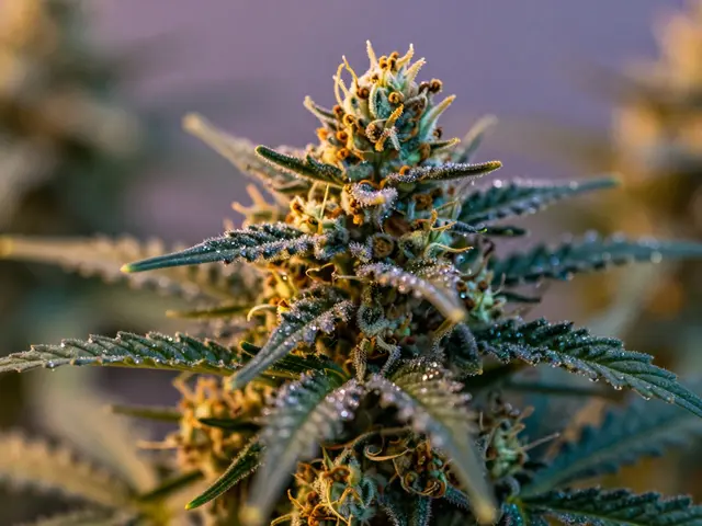 Welche Cannabis-Sorte ist am besten bei Schmerzen und Müdigkeit?