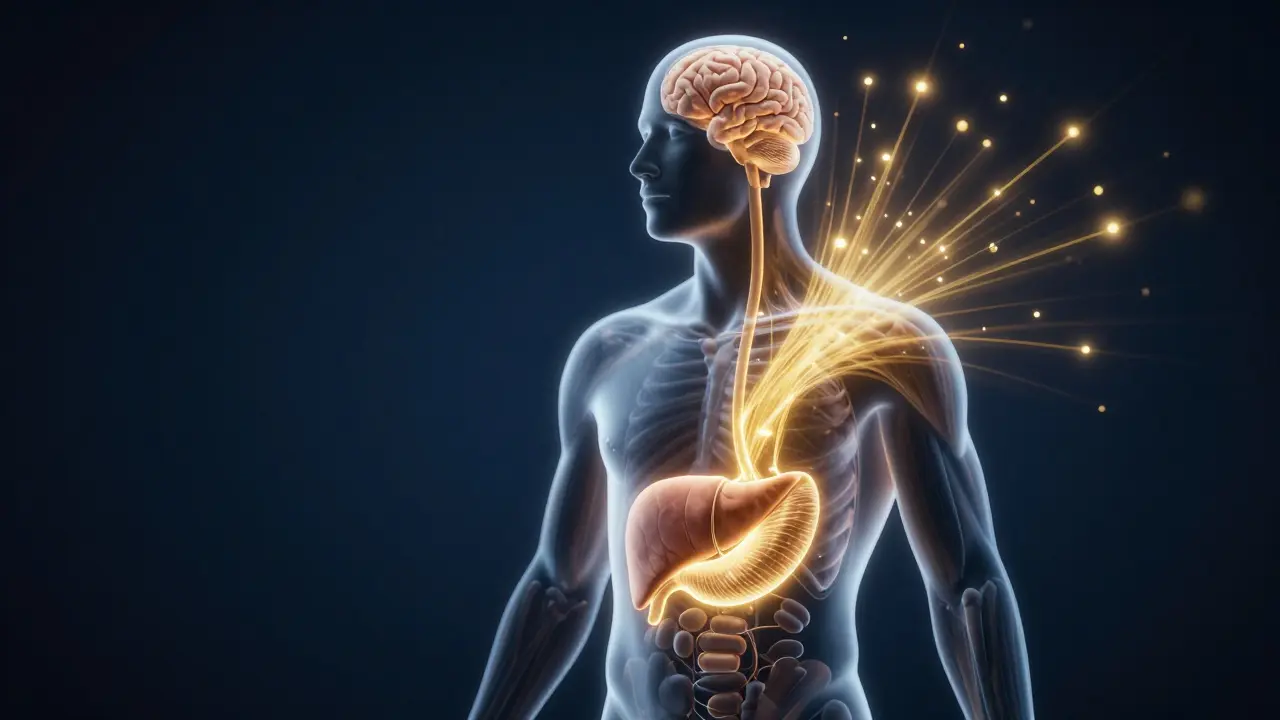 Konzeptkunst des Wirkwegs von HHC vom Magen zur Leber und zum Gehirn