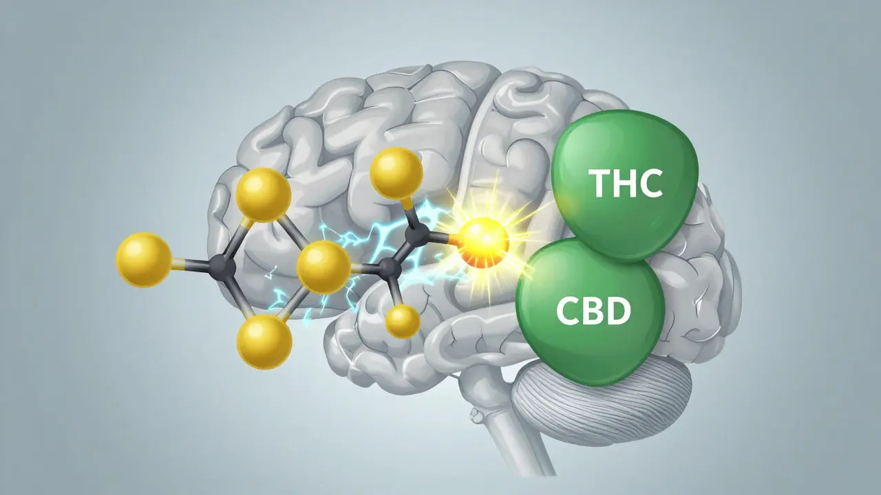 Illustration of THC and CBD molecules interacting with brain receptors